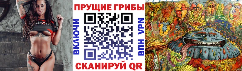 наркошоп  Курган  Псилоцибиновые грибы Psilocybe 